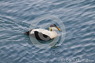 Image of common eider,a typical sea-duck of iceland Stock Photo